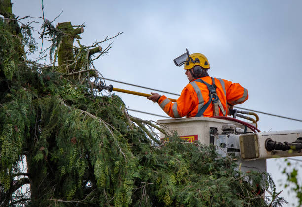 Saxonburg, PA Tree Services Company